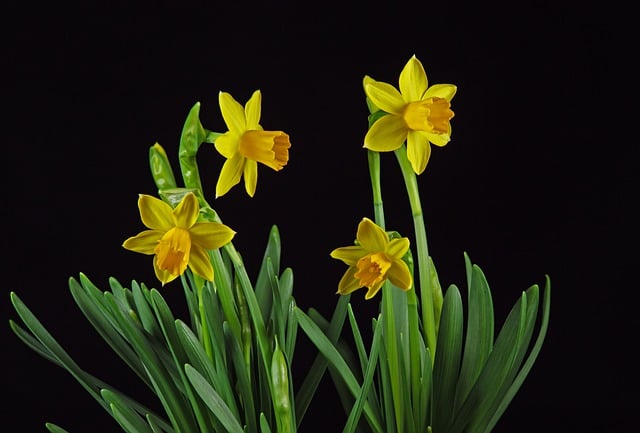 Free download daffodil easter bell flower blossom free picture to be edited with GIMP free online image editor
