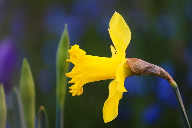 Free download daffodil easter bell spring flower free picture to be edited with GIMP free online image editor