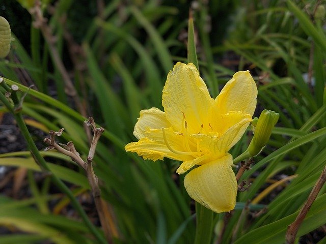 Free picture Daffodil Flower Blossom -  to be edited by GIMP free image editor by OffiDocs