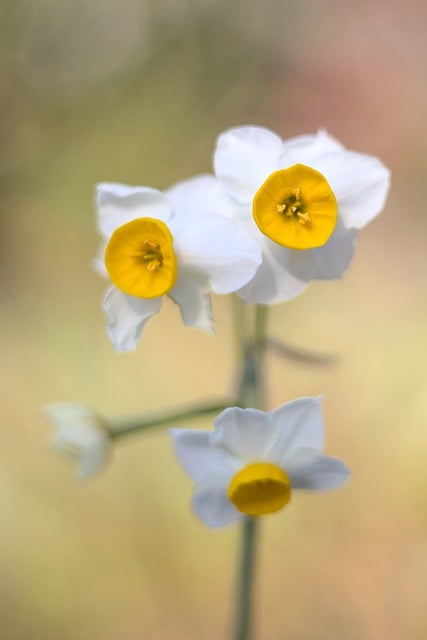 Free download daffodil flower spring blossom free picture to be edited with GIMP free online image editor