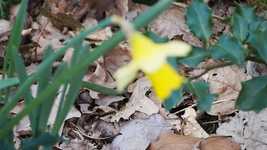 Free download Daffodil Move Wind -  free video to be edited with OpenShot online video editor
