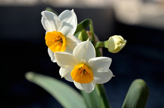 Free download daffodil narcissus flowers spring free picture to be edited with GIMP free online image editor