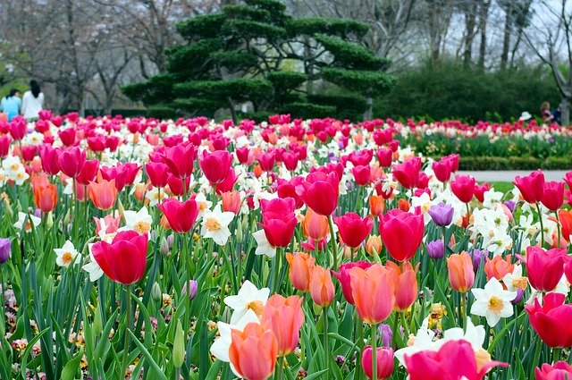 Скачать бесплатно Daffodils And Tulips Dallas - бесплатное фото или изображение для редактирования с помощью онлайн-редактора GIMP