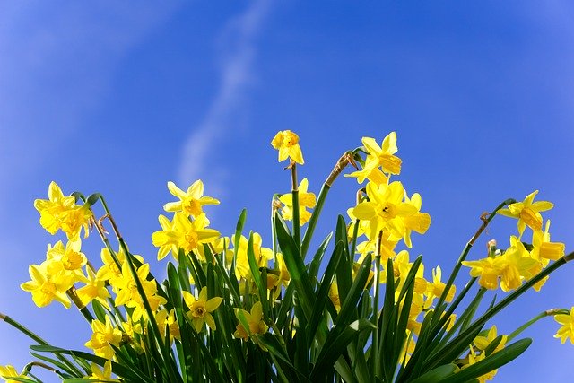 Muat turun percuma Daffodils Early Bloomer Flower - foto atau gambar percuma untuk diedit dengan editor imej dalam talian GIMP