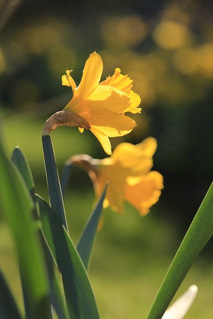 Free download daffodils easter bells early bloomer free picture to be edited with GIMP free online image editor