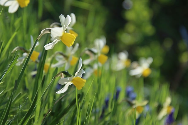Free download daffodils easter bells flowers free picture to be edited with GIMP free online image editor