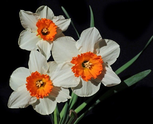Free picture Daffodils Flowers Bulbs -  to be edited by GIMP free image editor by OffiDocs