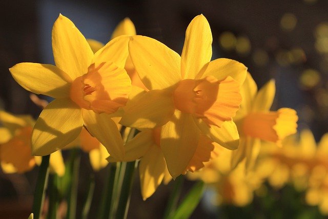 Free download daffodils flowers yellow flowers free picture to be edited with GIMP free online image editor