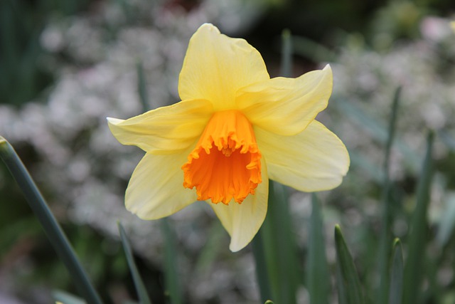 Free download daffodils narcissus daffodil free picture to be edited with GIMP free online image editor