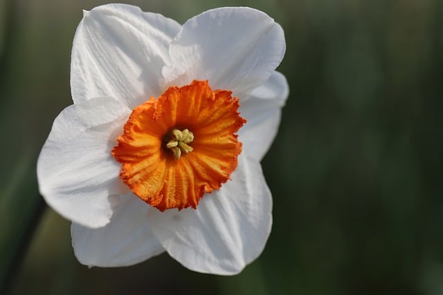 Free download daffodil two flowered daffodil free picture to be edited with GIMP free online image editor