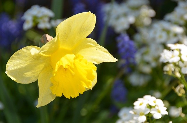 Free download Daffodil Yellow Spring -  free free photo or picture to be edited with GIMP online image editor