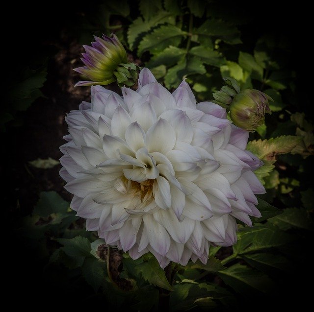 Безкоштовно завантажте Dahlia Blossom Bloom Dahlias - безкоштовне фото або зображення для редагування за допомогою онлайн-редактора зображень GIMP