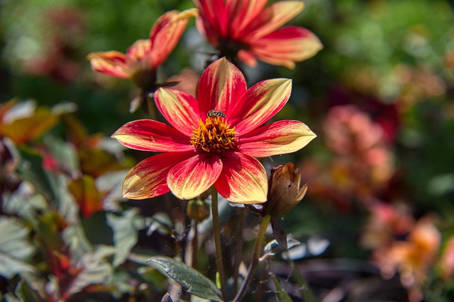 Free download dahlia blossom bloom flower free picture to be edited with GIMP free online image editor