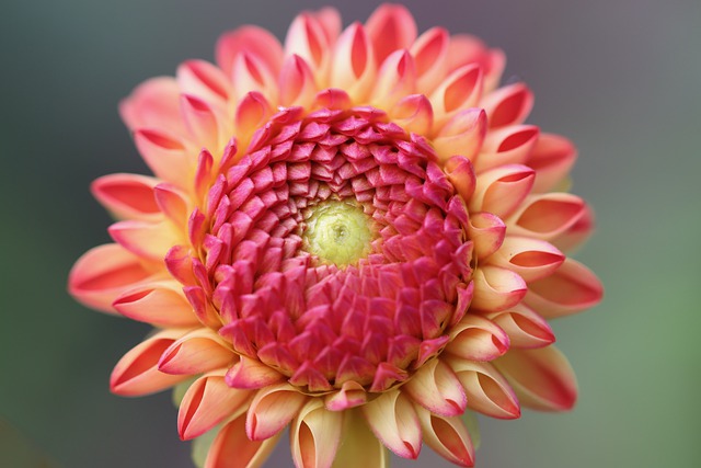 Free download dahlia dahlia flower blossom bloom free picture to be edited with GIMP free online image editor