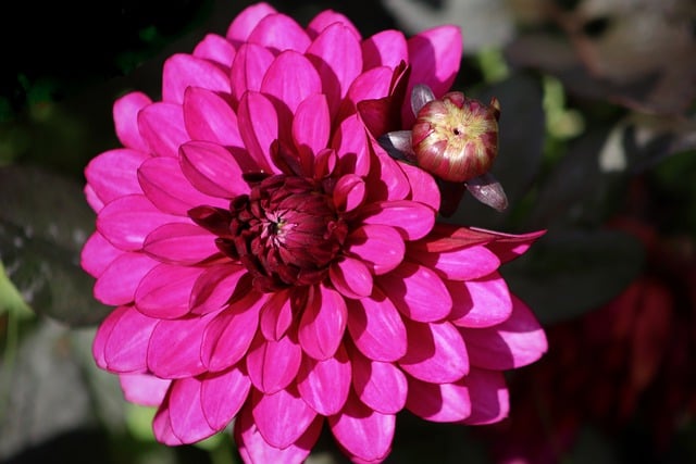 ดาวน์โหลดฟรี dahlia dahlia flower glaive กลีบดอกไม้ภาพฟรีที่จะแก้ไขด้วย GIMP โปรแกรมแก้ไขภาพออนไลน์ฟรี