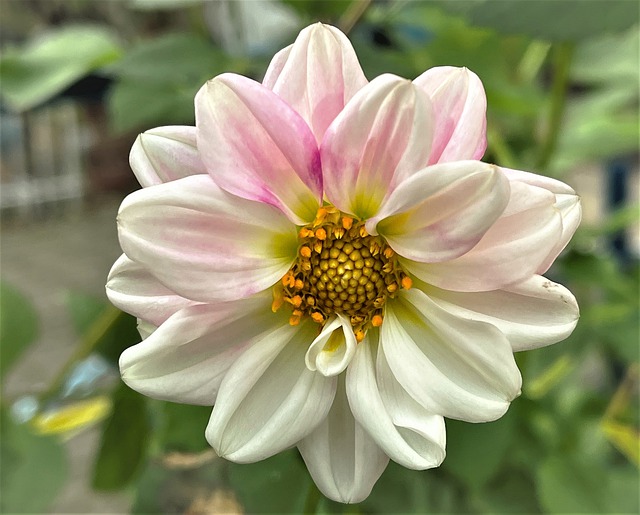 Free download dahlia flora flower nature botany free picture to be edited with GIMP free online image editor