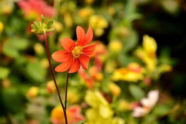 Free download dahlia flower autumn autumn flower free picture to be edited with GIMP free online image editor