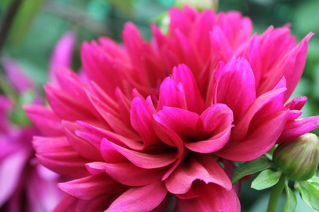 Free download Dahlia Flower Bloom -  free free photo or picture to be edited with GIMP online image editor