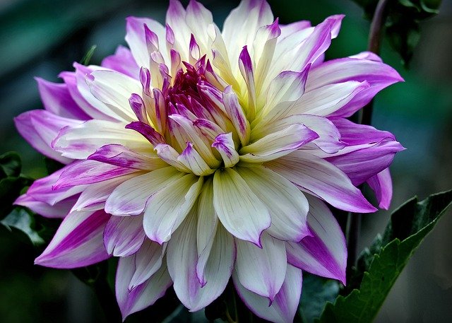 Muat turun percuma Dahlia Flower Blossom - foto atau gambar percuma untuk diedit dengan editor imej dalam talian GIMP