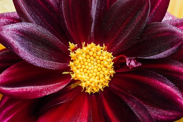 Free download dahlia flower blossom bloom free picture to be edited with GIMP free online image editor