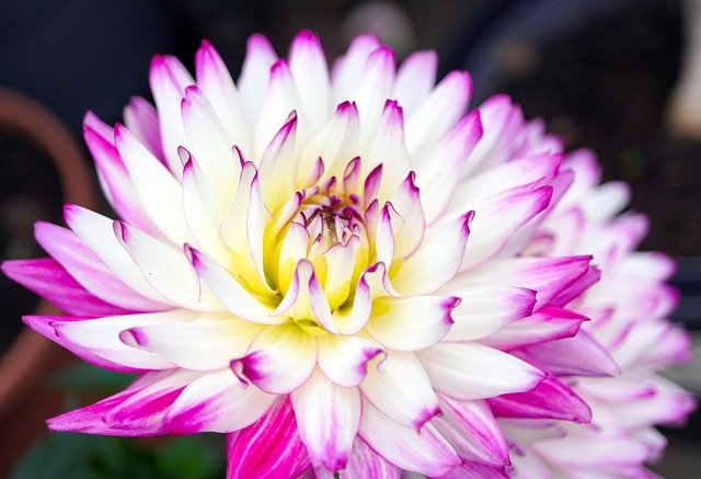 Descărcare gratuită dahlia floare floare petale de flori imagini gratuite pentru a fi editate cu editorul de imagini online gratuit GIMP