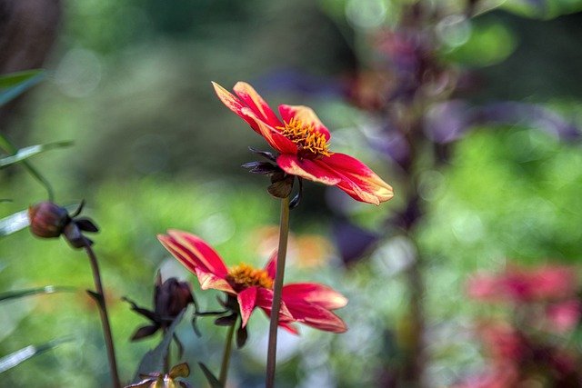 Free download dahlia flower blossom bloom red free picture to be edited with GIMP free online image editor