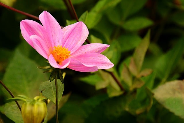 Free download dahlia flower botany autumn free picture to be edited with GIMP free online image editor