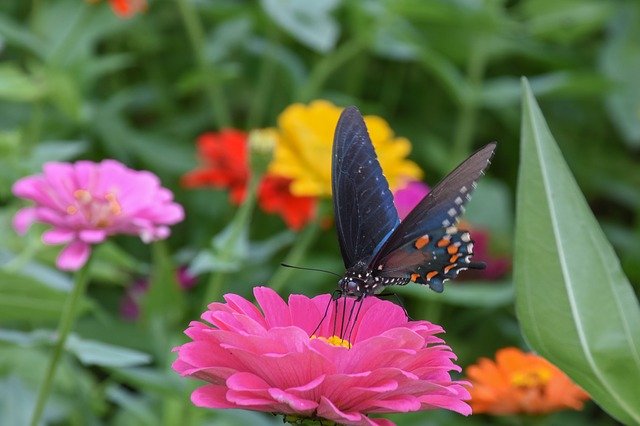 Unduh gratis Dahlia Flower Butterfly - foto atau gambar gratis untuk diedit dengan editor gambar online GIMP