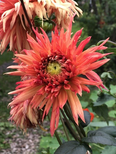 Dahlia Flower Flora 무료 다운로드 - 무료 사진 또는 김프 온라인 이미지 편집기로 편집할 수 있는 사진