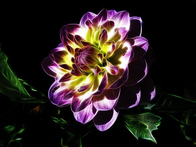 Bezpłatne pobieranie bezpłatnego zdjęcia kwiatu dalii fraktaliusa do edycji za pomocą bezpłatnego edytora obrazów online GIMP