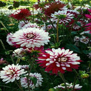 Dahlia flower garden wallpaper  screen for extension Chrome web store in OffiDocs Chromium
