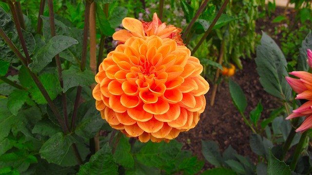 Download gratuito Dahlia Flower Orange - foto o immagine gratuita da modificare con l'editor di immagini online di GIMP