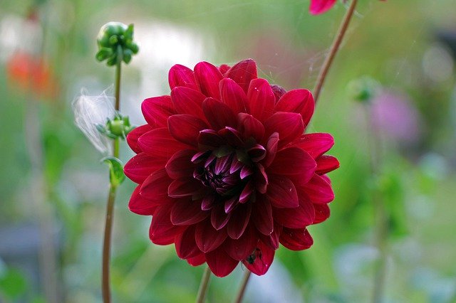 Free download Dahlia Flower Plant -  free photo or picture to be edited with GIMP online image editor