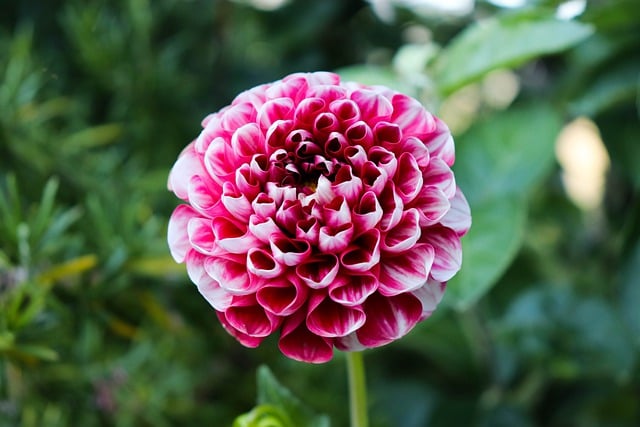 Free download dahlia flower plant bloom blossom free picture to be edited with GIMP free online image editor