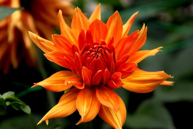 Téléchargement gratuit dahlia fleur plante pétales jardin image gratuite à éditer avec l'éditeur d'images en ligne gratuit GIMP