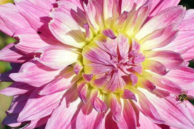 הורדה חינם צמחי פרחי דליה צמחית טבע תמונה בחינם לעריכה עם עורך תמונות מקוון בחינם של GIMP