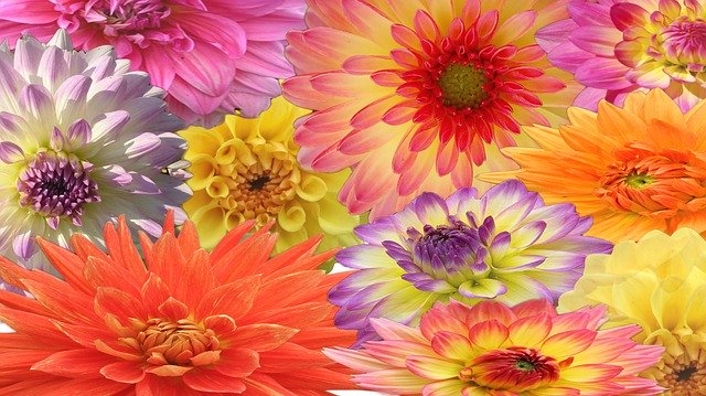 Unduh gratis Dahlia Flowers Bloom - ilustrasi gratis untuk diedit dengan editor gambar online gratis GIMP