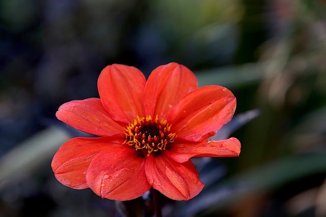 Free download dahlia flowers plants botany bloom free picture to be edited with GIMP free online image editor
