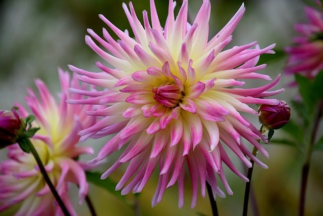 Free download dahlia flowers plants color pink free picture to be edited with GIMP free online image editor