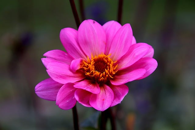 Free download dahlia flowers plants garden free picture to be edited with GIMP free online image editor