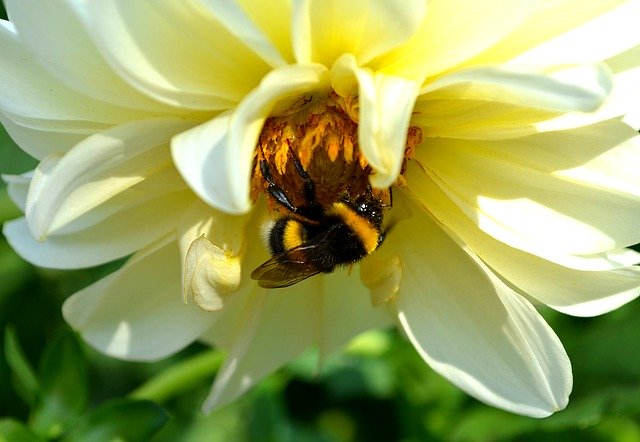 Muat turun percuma Dahlia Flower Summer - foto atau gambar percuma untuk diedit dengan editor imej dalam talian GIMP