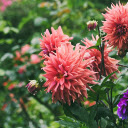 Dahlia Garden  screen for extension Chrome web store in OffiDocs Chromium