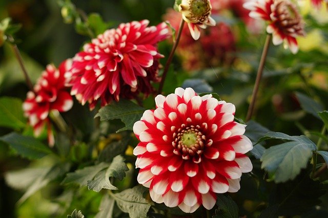 Free download Dahlia Garden Summer -  free photo or picture to be edited with GIMP online image editor