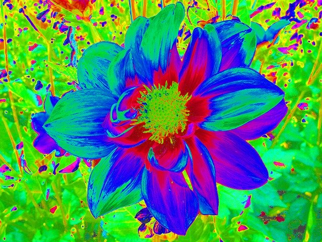 Free download Dahlia Graphic Flower -  free illustration to be edited with GIMP free online image editor