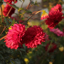 Dahlia in the sun  screen for extension Chrome web store in OffiDocs Chromium