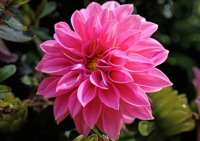 Free download dahlia karma prospero pink dahlia free picture to be edited with GIMP free online image editor