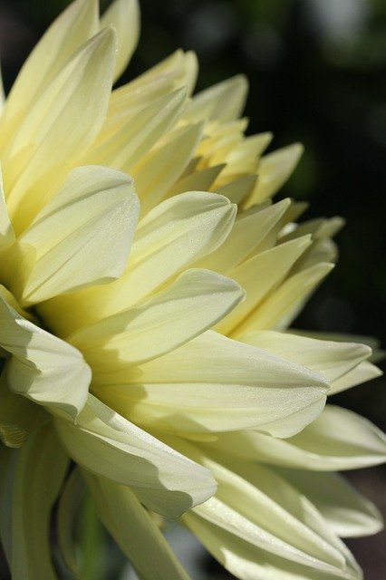 Gratis download Dahlia Macro Blossom - gratis foto of afbeelding om te bewerken met GIMP online afbeeldingseditor