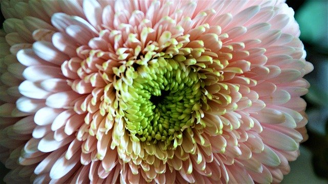 Muat turun percuma Dahlia Morning Sun Flower - foto atau gambar percuma untuk diedit dengan editor imej dalam talian GIMP