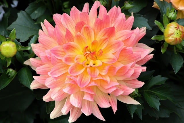 Free download dahlia nature bloom blossom flora free picture to be edited with GIMP free online image editor