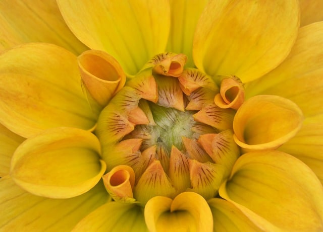 Free download dahlia nature bloom flora blossom free picture to be edited with GIMP free online image editor